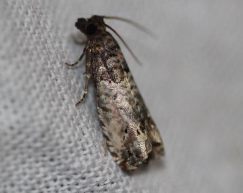 Notocelia incarnatana